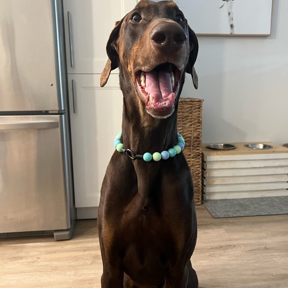 Handcrafted Beaded Dog Collar - Luna - Teal and Green Collar - Picture 6 of 16